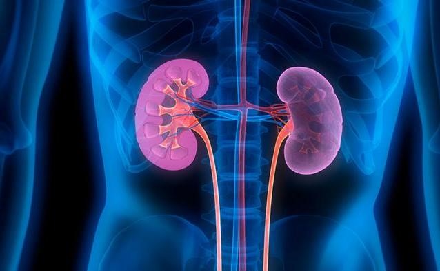 Kidney Function Tests